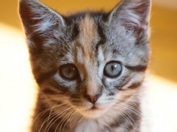 cat-kitten-pet-cute