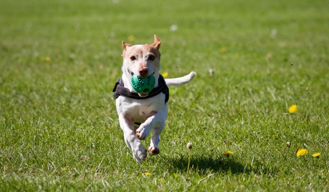 Dog running with ball